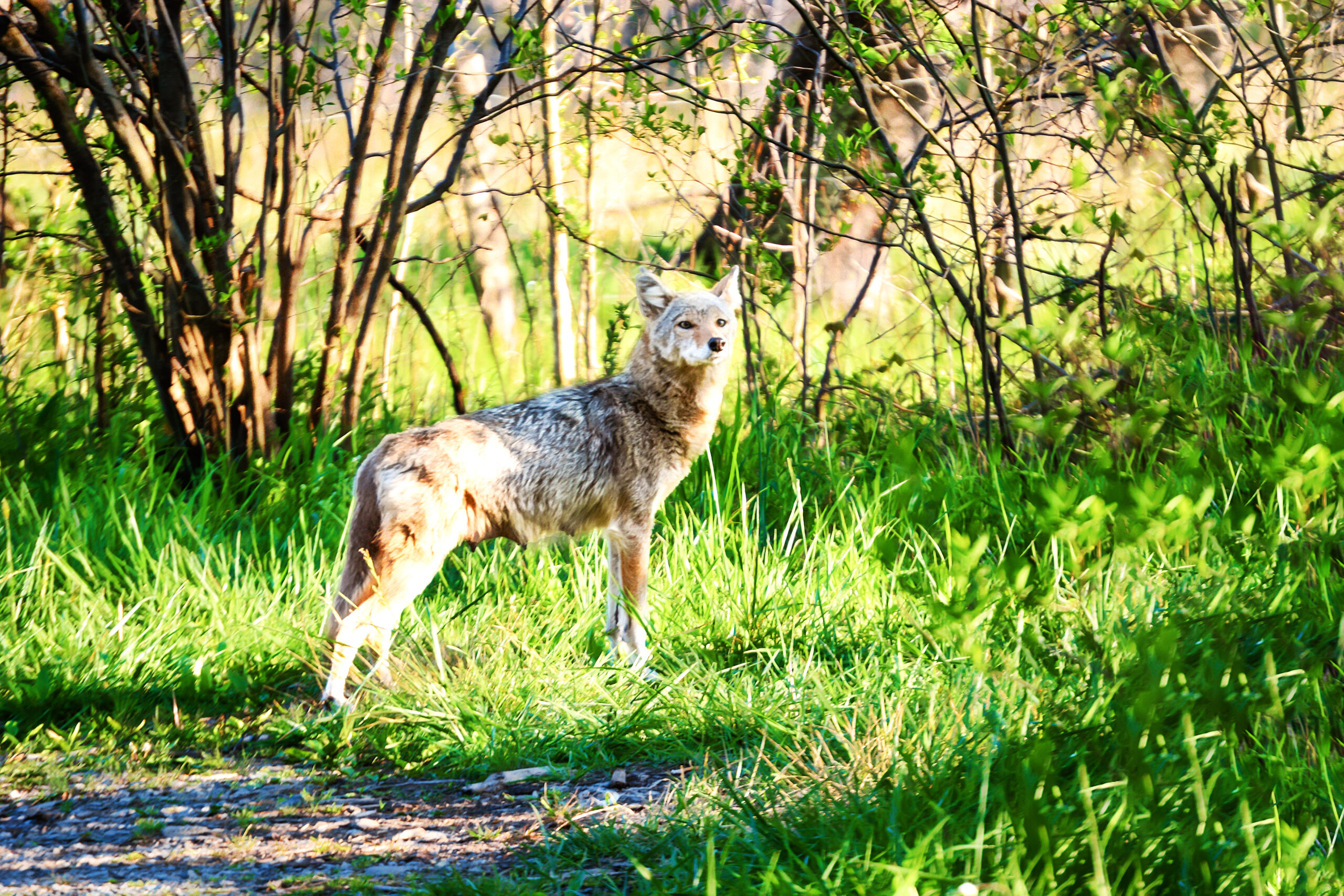 Wildlife of the Northeast Georgia Mountains