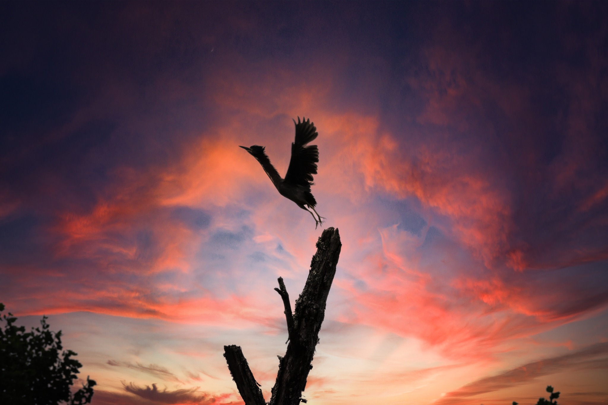 North Georgia Bird Watching